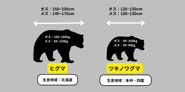 ヒグマとツキノワグマの体長・体重・生息地域について